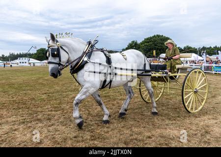 New Forest and Hampshire County Show in July 2022, England, UK. Ladies heavy horse and cart class in the arena. Stock Photo