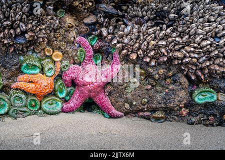 A sea life view of starfish, anemones, and mollusks on the rock at low tide on the beach in Washington Stock Photo