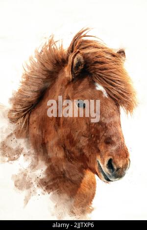 Chestnut Icelandic horse, islenski hesturinn, digital watercolour. Close up of face and mane. Stock Photo