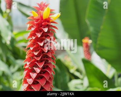Macro of Red Button Ginger blossom petals Stock Photo