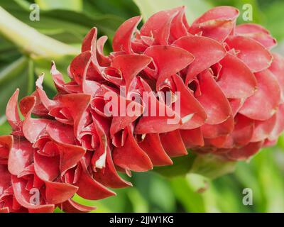 Macro of Red Button Ginger blossom petals Stock Photo