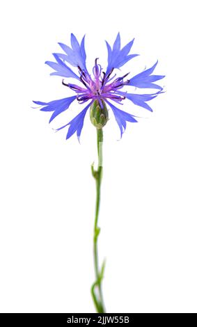 Purple knapweed flowers isolated on white background. Blue wild cornflower herb or bachelor button flower. Stock Photo