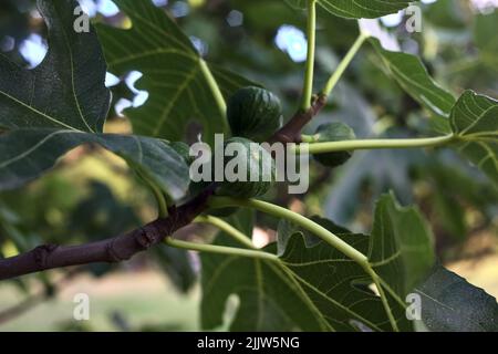 Figs on a branch in the shade seen up close Stock Photo