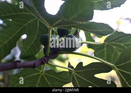 Figs on a branch in the shade seen up close Stock Photo