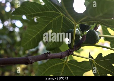 Figs on a branch in the shade seen up close Stock Photo