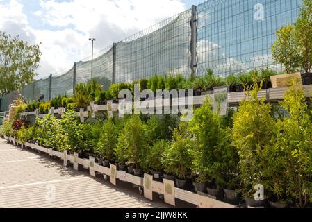 Outdoor plant nursery. Seedlings of various trees, bushes in pots in a street shop. Gardening. Stock Photo