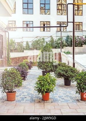 Small ornamental plants in pots stand on the adjacent territory near the curb. Improvement of yards at modern houses. landscape design Stock Photo