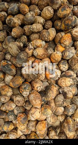 Betel nuts or Areca nuts piled up and spread on the floor for drying Stock Photo
