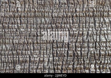 Background texture of palm bark, fine crack pattern, close-up, full frame Stock Photo