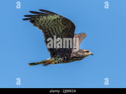 A snail kite flying through the sky over Lake Kissimmee at Joe Overstreet's landing in Florida. Stock Photo