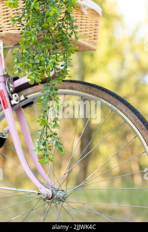 Vertical closeup view of retro pink bicycle wheel with wicker basket and plant hanging from it Stock Photo