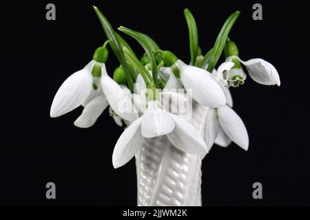 Bouquet of snowdrops, isolated on black Stock Photo