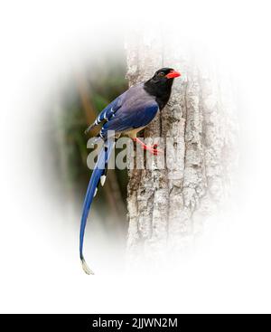 Red-billed Blue Magpie perching on tree trunk looking into a distance isolated on round gradient blur background Stock Photo
