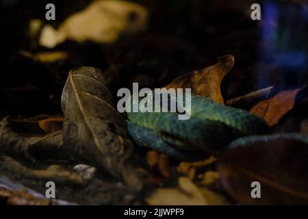 a closeup of green bush viper snake laying on leaves, Atheris squamigera Stock Photo