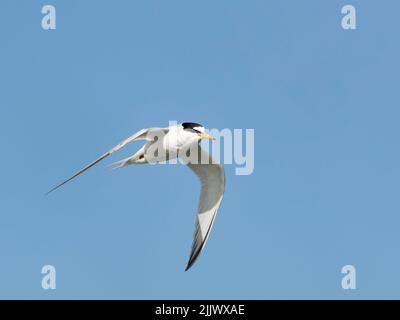 Little tern (Sternula albifrons) in flight overhead, Keyhaven and Lymington Marshes Nature Reserve, Hampshire, UK, April. Stock Photo