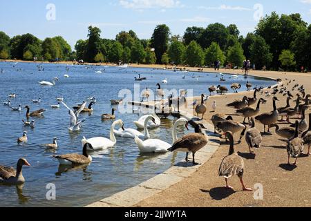 The Serpentine Lake in London is a haven for many types of waterfowl birds, including swans, Geese, Ducks and Coots.  Located in Central London it is Stock Photo