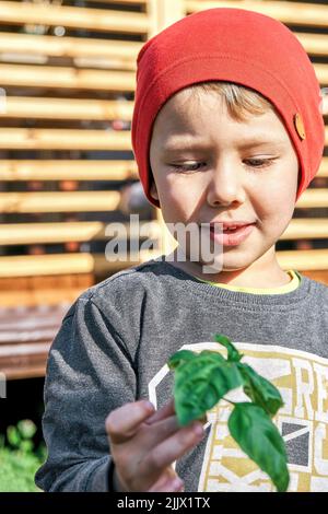 Cute toddler in red knitted hat holds fresh basil in hands on sunny day in countryside. Portrait of little blond boy with plant on blurred background