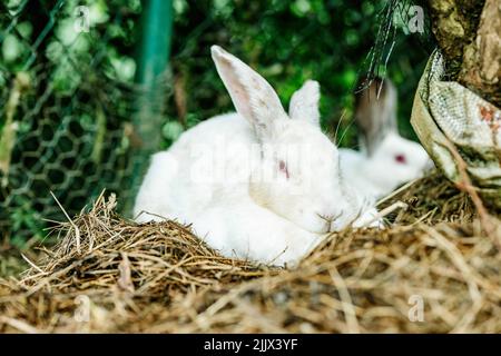 Adorable white rabbit resting on stack of hay near fence in backyard of rural house Stock Photo