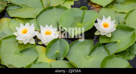 Three white water lilies with orange centers in a row in a patch of wild lily pads Stock Photo