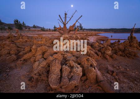 View dead trees at lakeshore against sky during evening Stock Photo