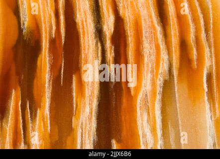 Patterns in a cut and polished slab of fossilized wood from Washington State Stock Photo