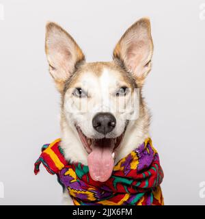 Mixed breed dog with colorful headscarf around neck sitting against white background in studio Stock Photo