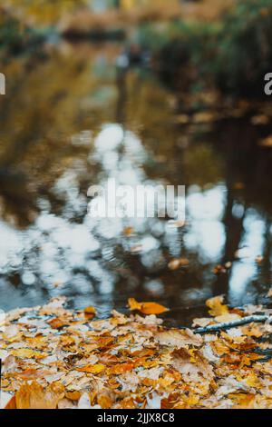 Autumn yellow fallen leaves floating on water. Forest river or pond with trees reflection. Fall seasonal background with copy space. Vertical card. se Stock Photo