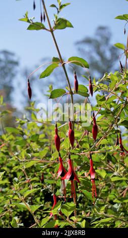 Beautiful flowers of Fuchsia magellanica also known as Fuchsia, Hardy fuchsia, Dollar Princess. Red colour hanging flowers with natural background. Stock Photo