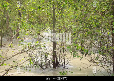 Most of the plants in the Sundarbans remain under water during the monsoon season. Stock Photo