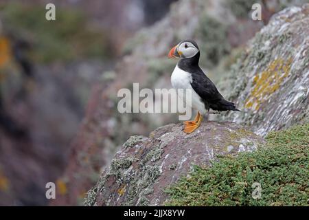 Atlantic Puffin on Skokholm Island Wales Stock Photo