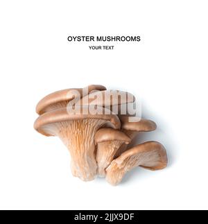 Fresh oyster mushrooms. Mushrooms isolated on white. Stock Photo