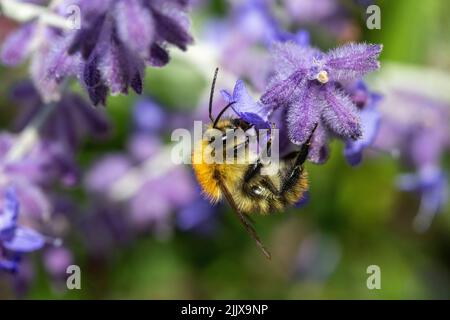 Small bee on Salvia 'Blue Spire' (Russian sage, perovskia) Stock Photo