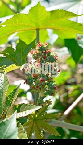 Castor bean flowers and fruits (Ricinus communis) on tree, Rio Stock Photo