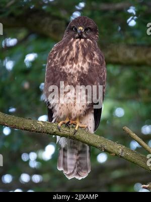 A common buzzard sitting on a branch. The light through the leaves forms a lovely bokeh Stock Photo