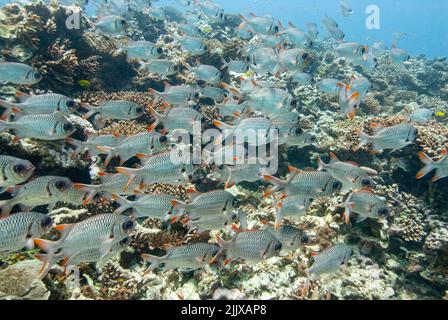 Shoal of Lattice soldierfish Myripristis violacea  Mahe, Seychelles, Indian Ocean Stock Photo