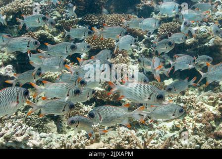 Shoal of Lattice soldierfish Myripristis violacea  Mahe, Seychelles, Indian Ocean Stock Photo