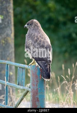 A common buzzard sitting on a pole of an old fence Stock Photo