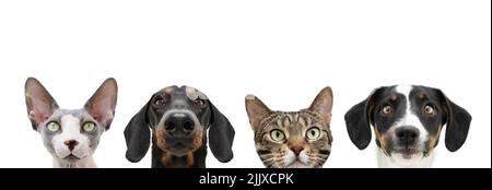 Banner cat and dog looking. Isolated on white background Stock Photo