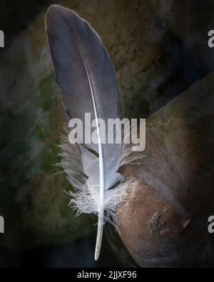 beauty bird feather in the water on mossy stones Stock Photo