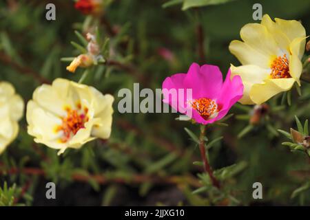 Pink and yellow flowers of Portulaca grandiflora plant, close-up Stock Photo