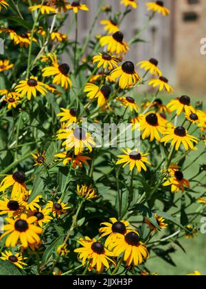 Rudbeckia hirta, Black Eyed Susans, in a garden setting. The flower is popular with southern USA gardeners. Stock Photo