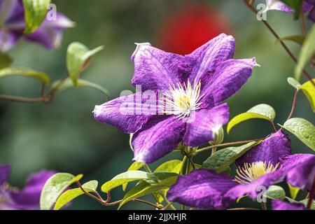 Clematis. Close-up of purple flower on bokeh background Stock Photo
