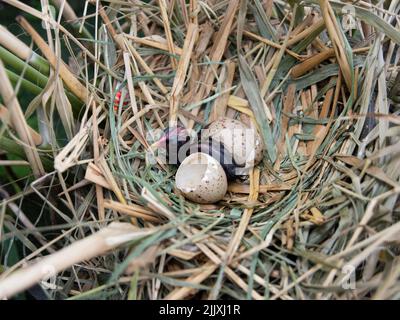 Moorhen, Gallinula chloropus, chick and eggs in nest, Brent Reservoir, Welsh Harp, London, United Kingdom Stock Photo
