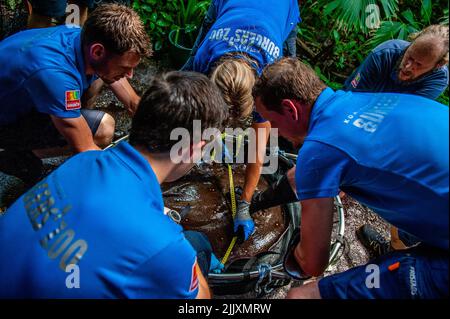 A group of zookeepers seen trying to hold a big South American stingray. Burgers' Zoo in Arnhem is taking care of South American stingrays. Nature conservation is one of the main goals of the park. One of its goals is to protect and preserve (endangered) animals and to allow as many people as possible to experience the wonderful world of nature. Stock Photo