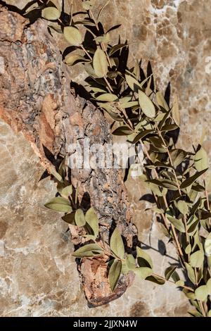 Empty wooden podium and eucalyptus branch on marble background. Natural cosmetic advertising. Showcase of natural shape and green leaves for eco produ Stock Photo