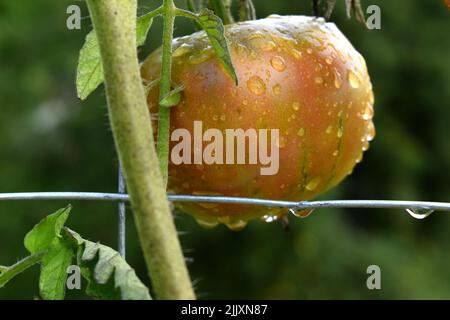 Isolated macro of a wet organic heirloom tomato ripening on vine in a container with homemade wire trellis Stock Photo