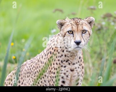 The Cheetah from Whipsnade Zoo Stock Photo