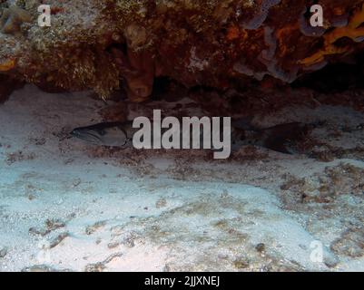 A Great Barracuda (Sphyraena barracuda) sheltering under a rock in Cozumel, Mexico Stock Photo