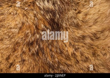 background detail of bobcat or Lynx rufus fur Stock Photo