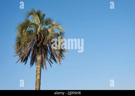 El Palmar National Park, in Entre Rios, Argentina, a protected area where the endemic Butia yatay palm tree is found. Concepts: nature travel, enjoyme Stock Photo